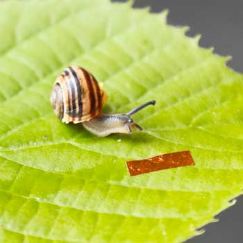 snail robot next to a garden banded snail