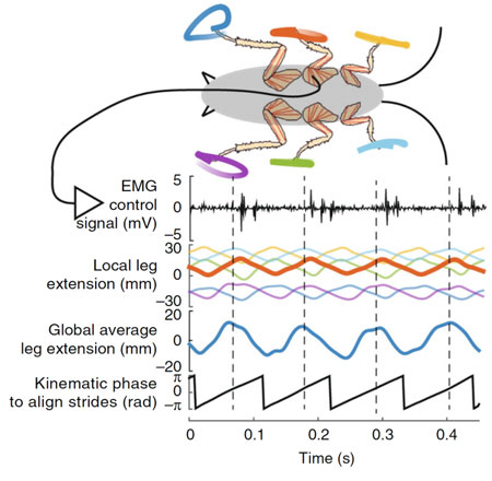 The swings of cockroach legs as rough sine waves
