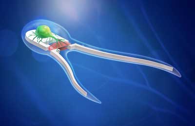 biobot – soft robotic device powered by skeletal muscle tissue stimulated by on-board motor neurons