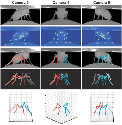 Different poses of the fruit fly Drosophila melanogaster are captured by multiple cameras and processed with the DeepFly3D software