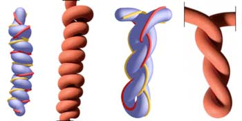 Twisted filaments