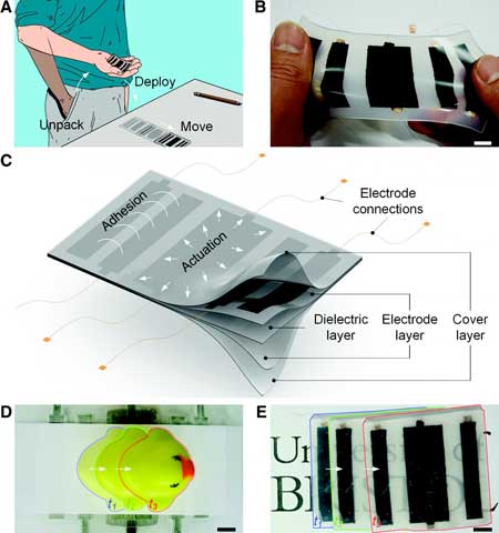 Active soft-smart structures with self-actuating, self-gripping, and self-locomoting capabilities