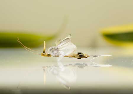 soft robotic insect DEAnsect