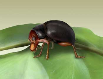 Flea Beetle Sitting on a Fern