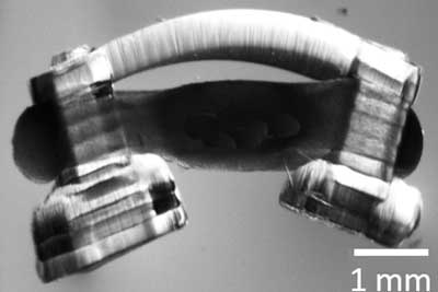 Bio-bot propelled by a ring of muscle on a hydrogel skeleton