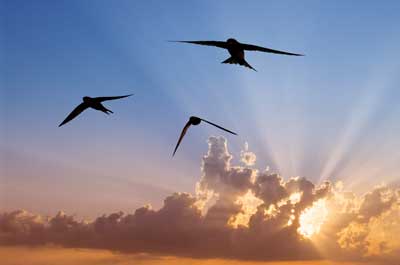 Swifts in flight
