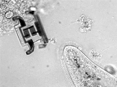 bacteria sized microrobot