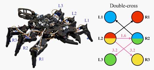 View of the experimental robot and coupling schemes for its gaits