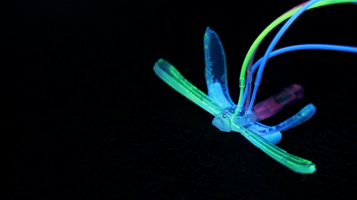 soft robot dubbed DraBot