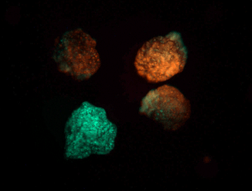 Using a fluorescent protein, Xenobots record exposure to blue light, by turning green
