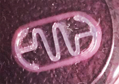 Top view of a biobot, consisting of a muscle cell-laden hydrogel and a spring-like skeleton