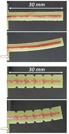 Image showing how 3D printed continuous and segmented fin rays bend