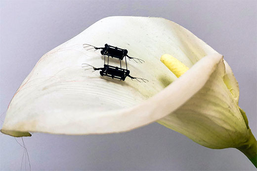 aerial microrobots sitting on a lily