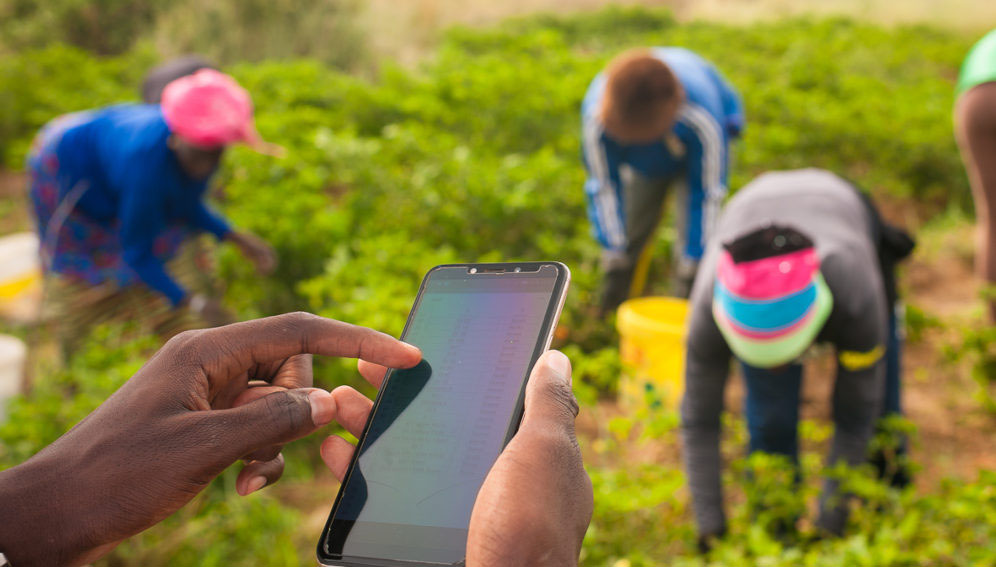Farmers using a digital application in the field in Saint Louis, Senegal