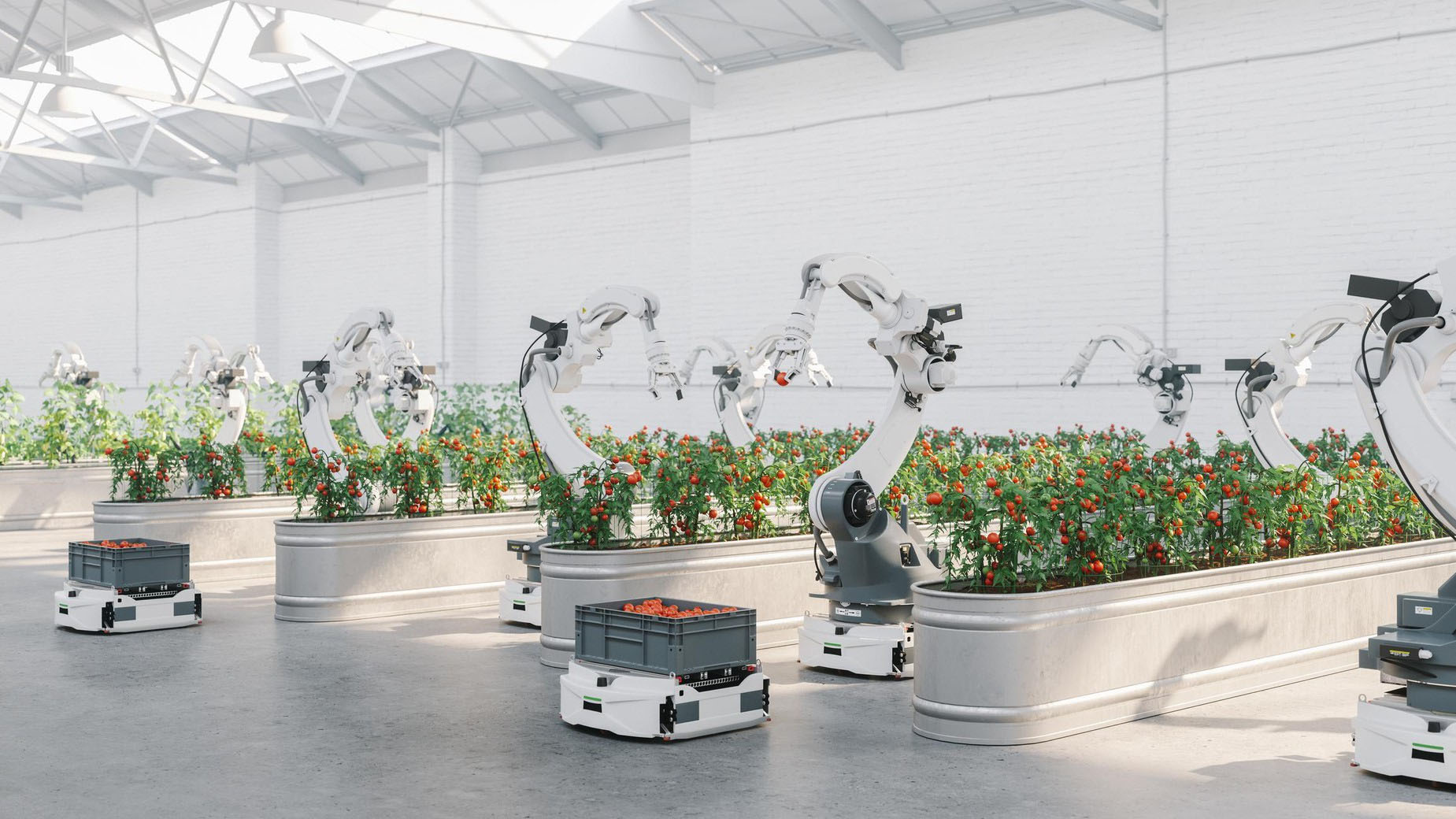 robots harvesting tomatoes
