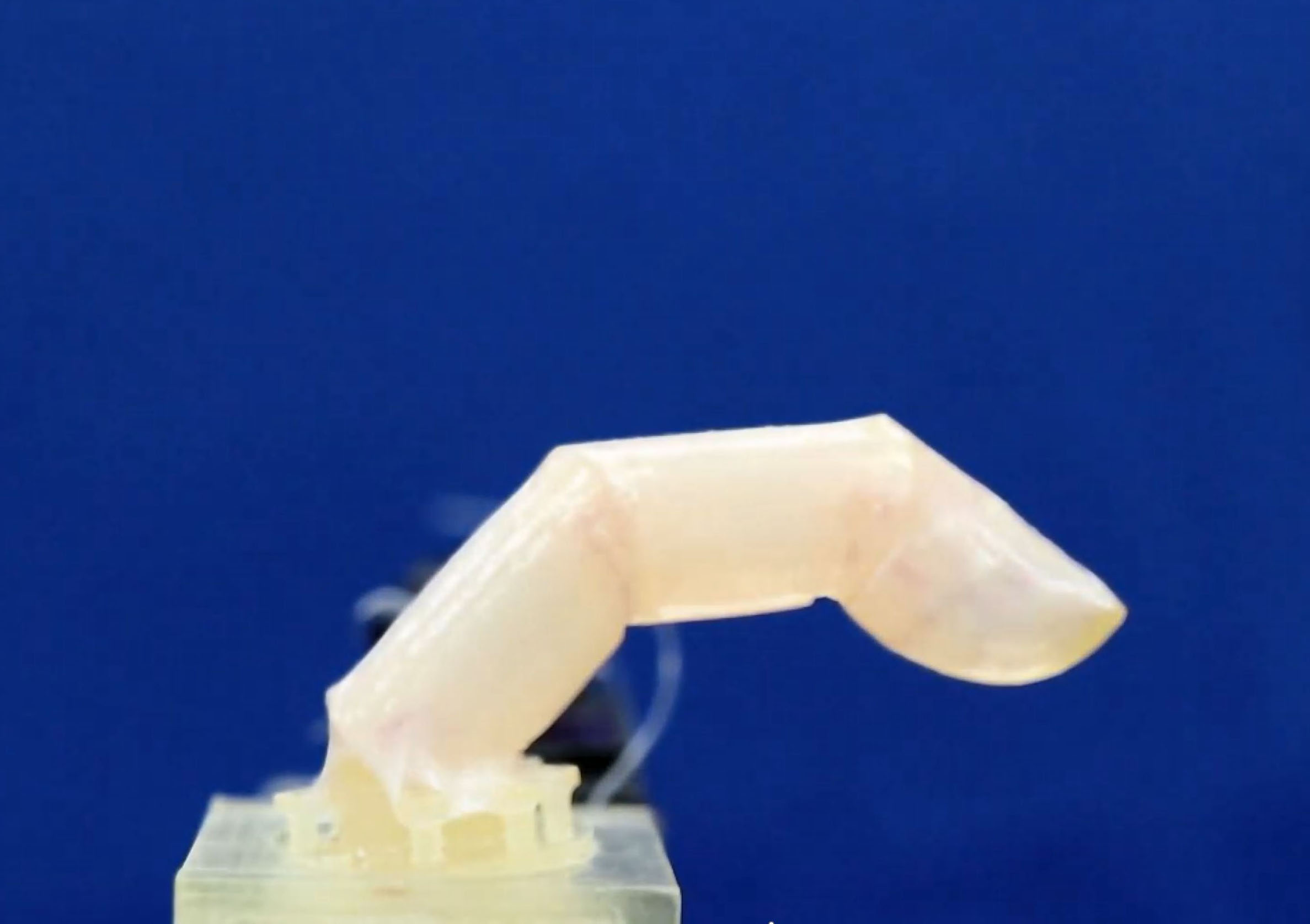 A bending robotic finger covered with human living skin