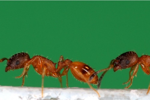 Ant leading other ant to new nest, known as tandem running
