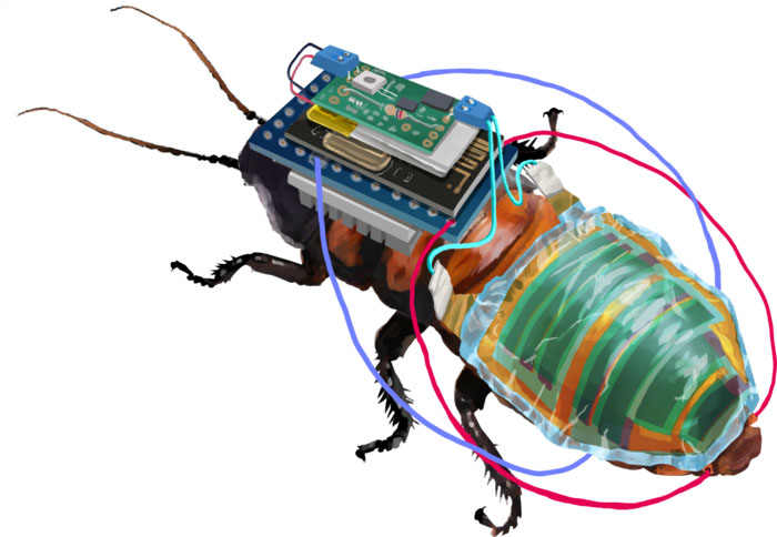 Rechargeable, remote-controllable cyborg cockroach