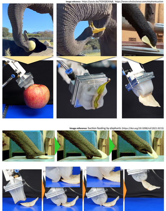 Comparison of how elephants and a robotic gripper grip various objects