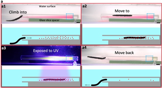 Target photodegradation of dyes in narrow glass capillary