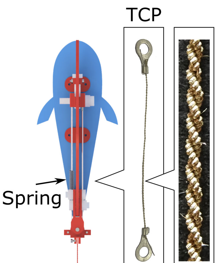 Antagonistic muscles for robot fish