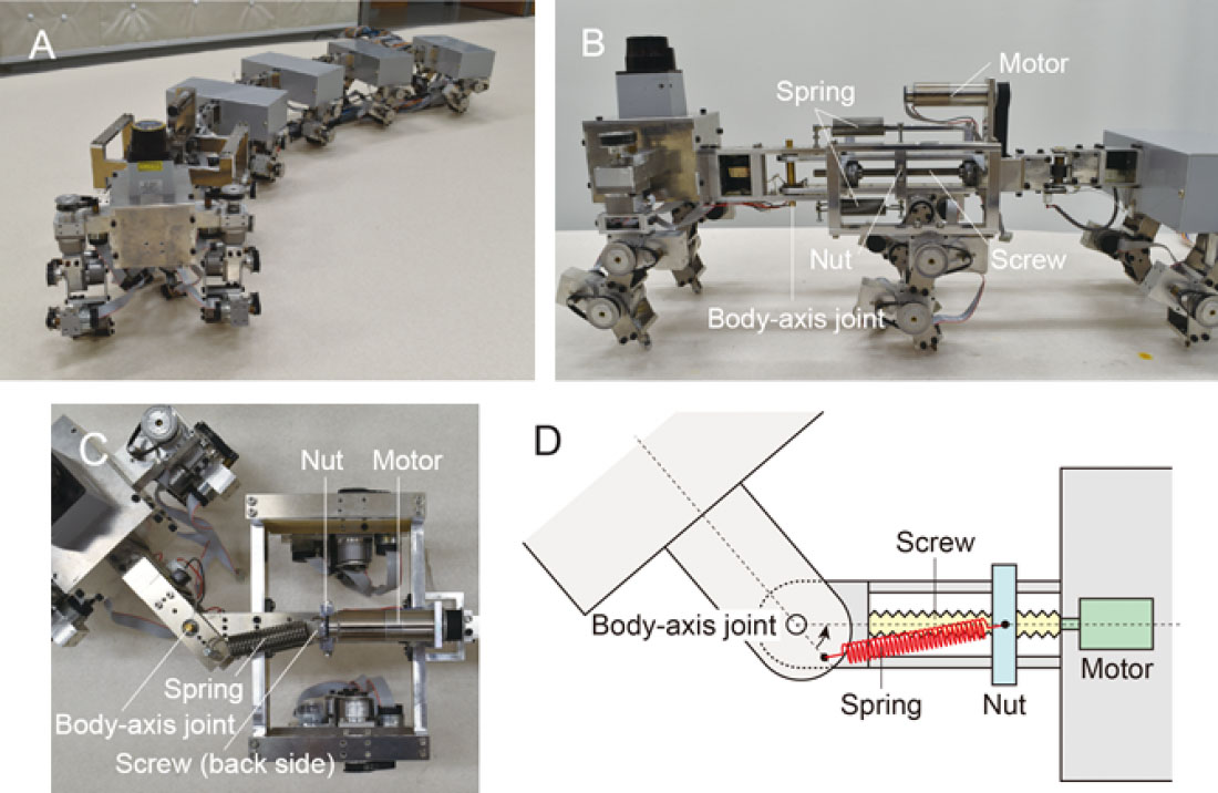 Myriapod robot (A) and Variable body-axis flexibility mechanism