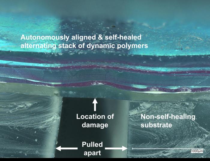 Autonomously aligned and self-healed alternating stack of dynamic polymers