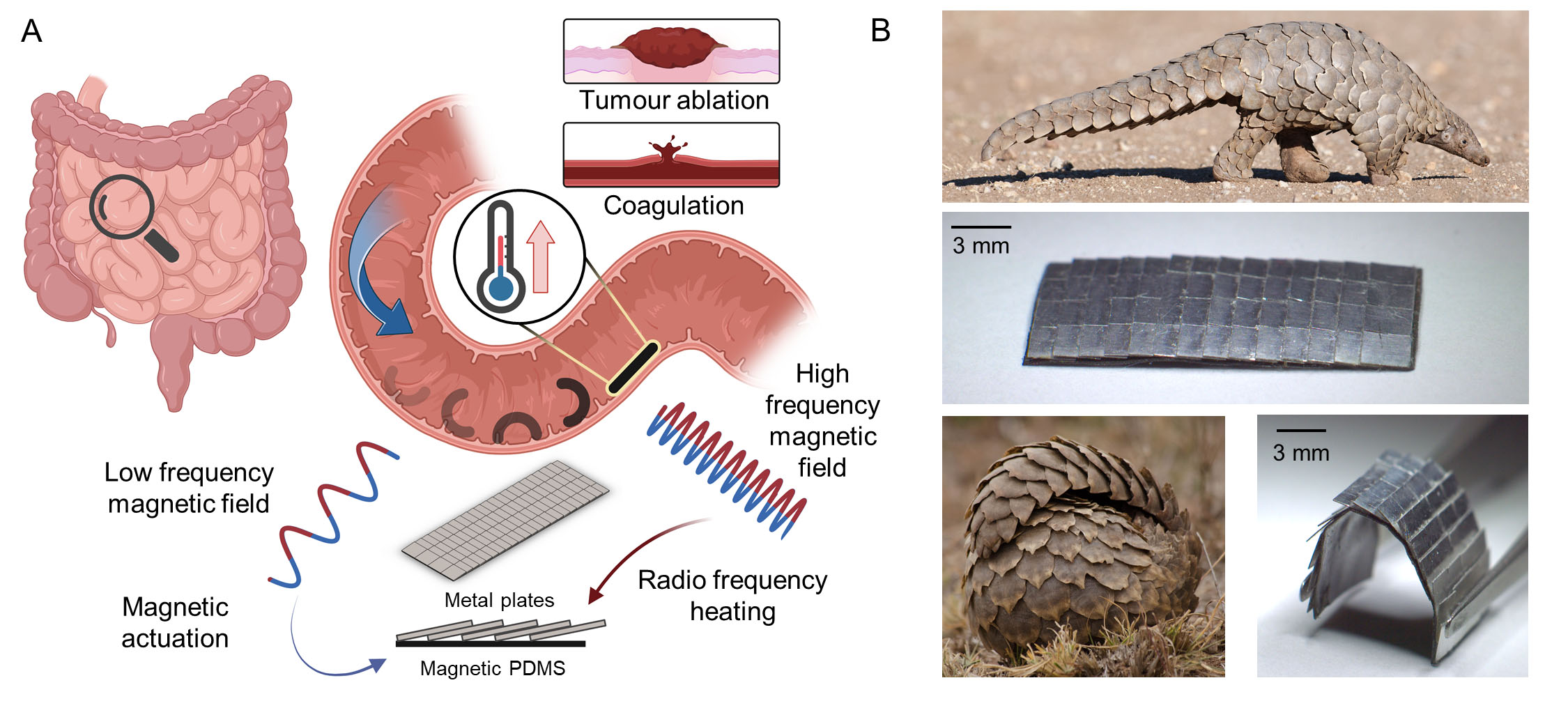 pangolin-inspired untethered magnetic robot