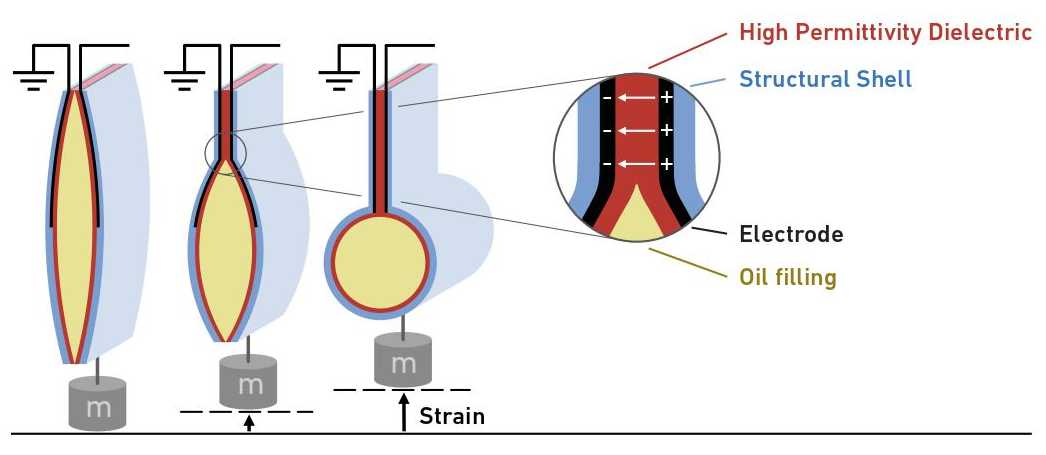 The diagram shows how the artificial muscle works and how the new shell is structured