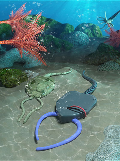 Rendering of pleurocystitid (left) next to the soft robot they modeled after the ancient sea creature