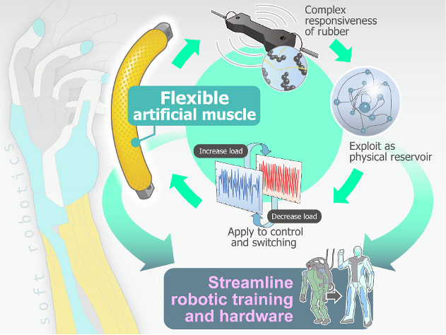 Artificial muscles control rich soft component dynamics by using them as a computational resource