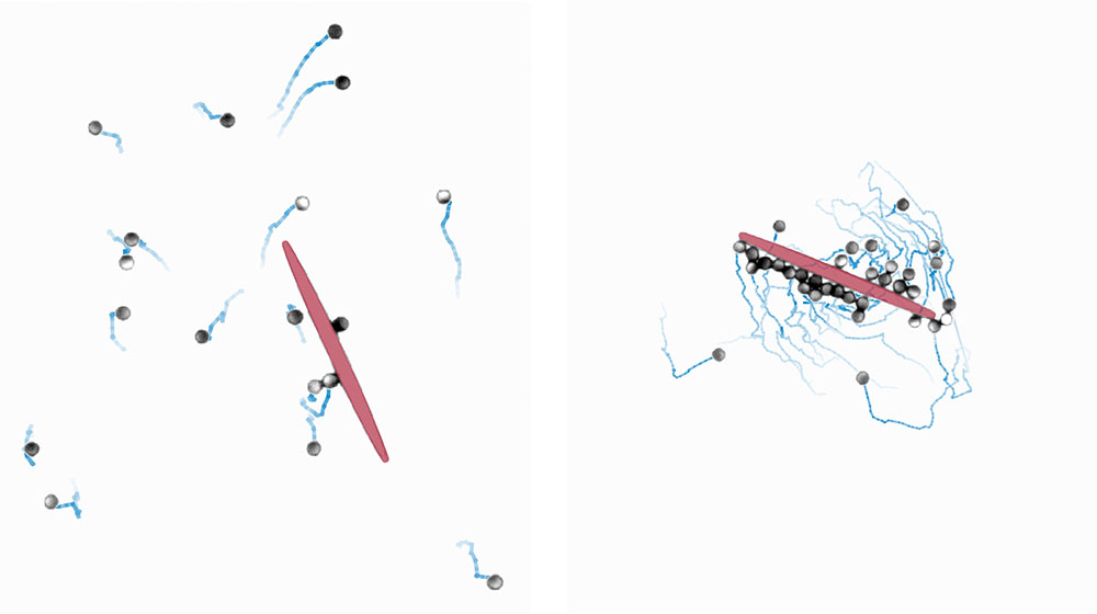 A machine learning algorithm enables microrobots (shown in grey with blue traces) to collectively manipulate a large object (shown in red)