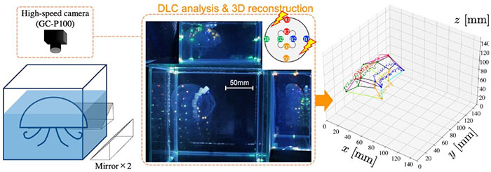 Three-dimensional swimming motion capture system in water tank
