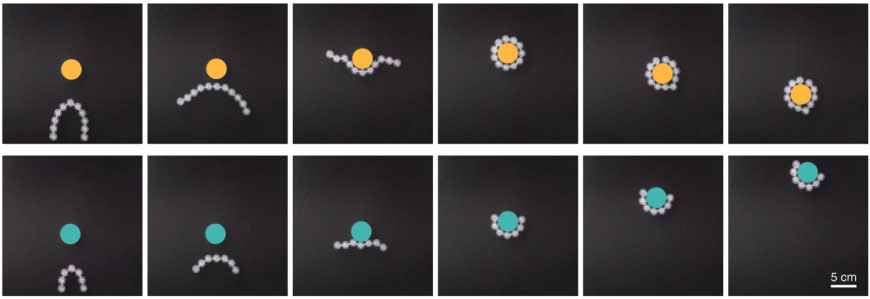 Link-bots exhibit collective behavior and can perform a variety of tasks, including transport of objects. 