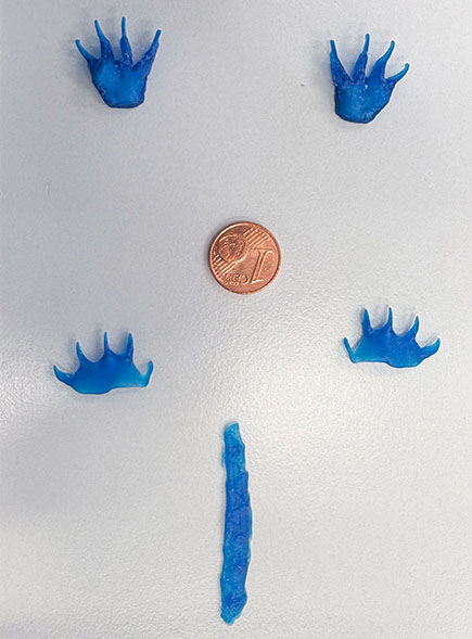 eplicated squirrels' subcaudal scales and claws