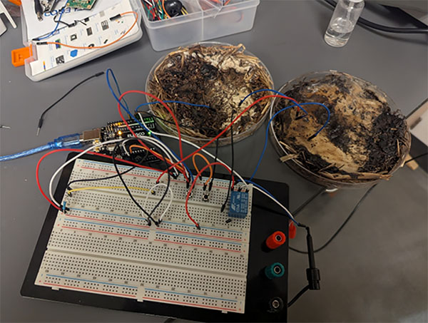Fungal memristors