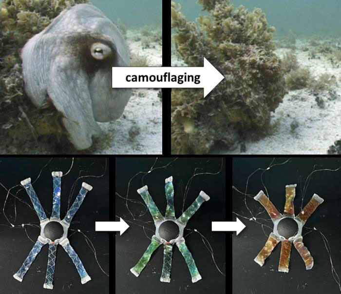 Development of OCTOID Legs Performing Camouflaging Functions