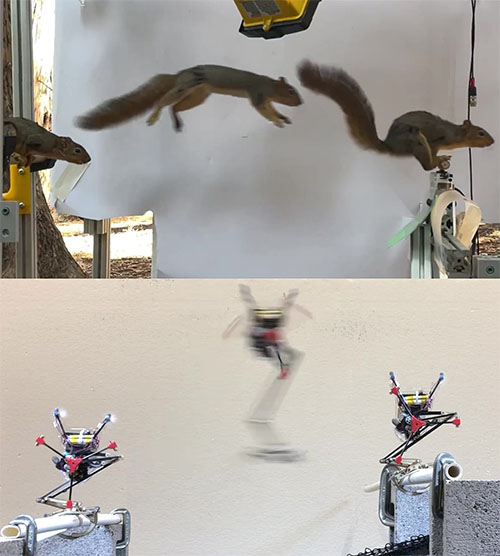 jumping squirrel and robot