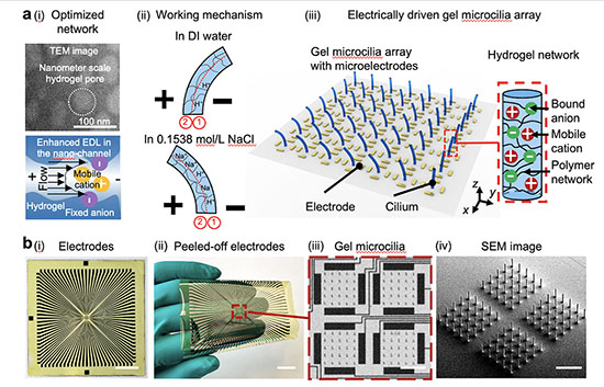 An illustration of how the micrometer-scale hydrogel actuators work