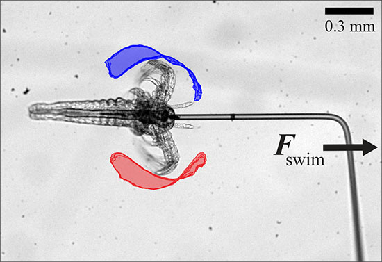 Micropipette force sensor measurement of Artemia swimming forces, with color-coded regions illustrating propulsive stroke dynamics and time-reversal symmetry breaking at the mesoscale.