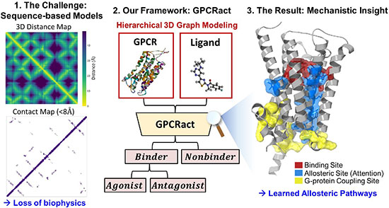 Schematic diagram of drug activity prediction and mechanism interpretation using the GPCRact artificial intelligence model