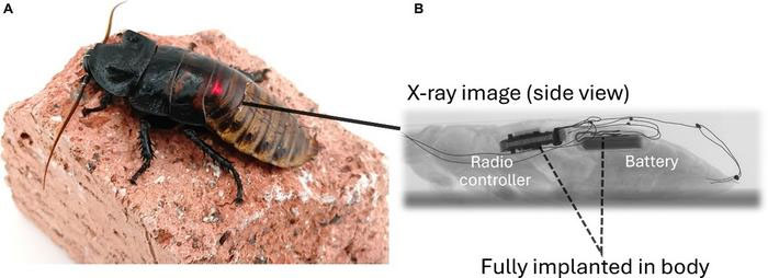 cyborg cockroach with implant