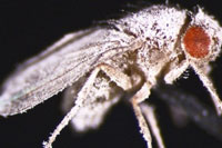Drosophila