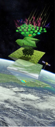 illustration of the process of measuring photosynthesis from space