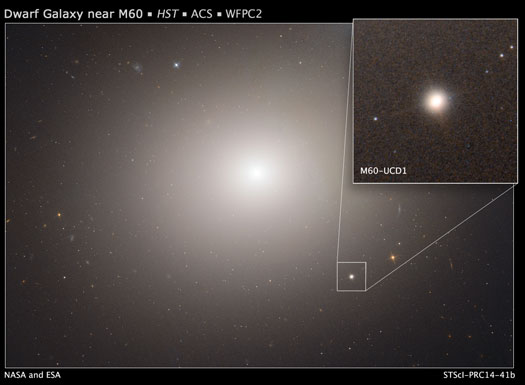 dwarf galaxy M60-UCD1