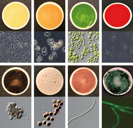 microorganism samples