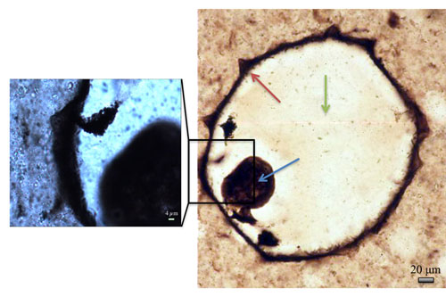 Optical micrographs of a protist fossil from silicified coastal carbonates