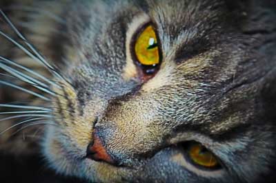 wildcat eyes
