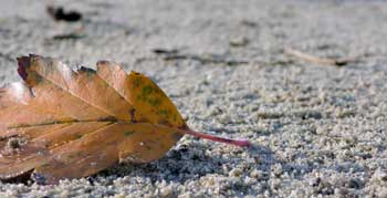 leaf on the beach