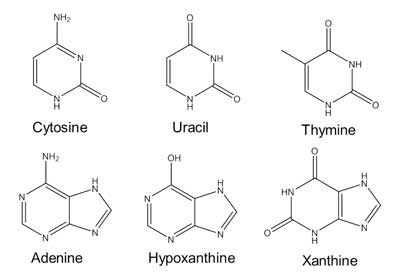 nucleobases